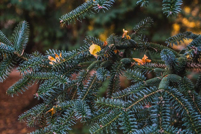 9-inventive-ways-you-may-reuse-or-recycle-your-christmas-tree